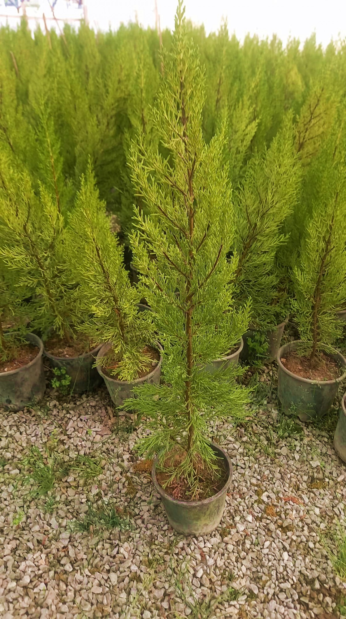 Limoni Servi (Cupressus Macrocarpa Goldcrest) 50-70 cm Limoni Servi (Cupressus Macrocarpa Goldcrest) 50-70 cm