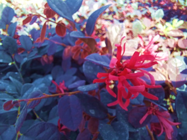 Loropetalum 10 Adet