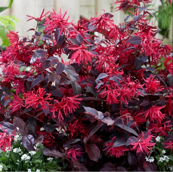 Loropetalum 3 Adet