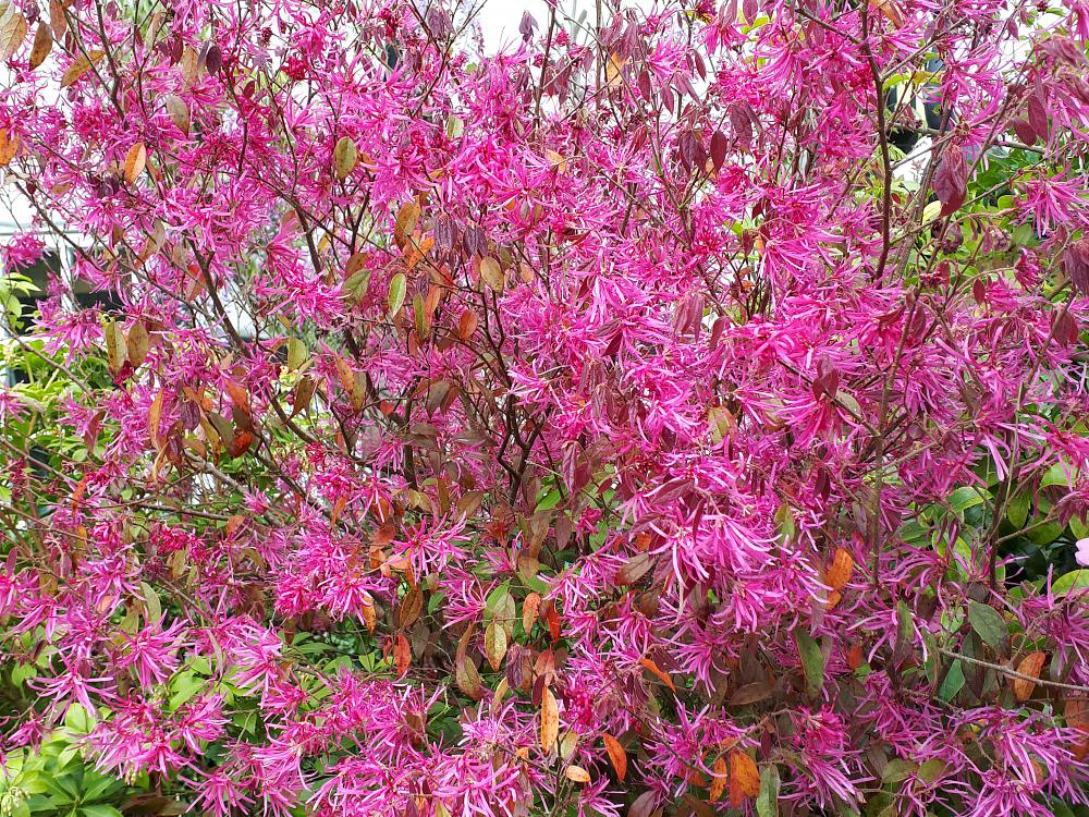 Loropetalum 3 Adet