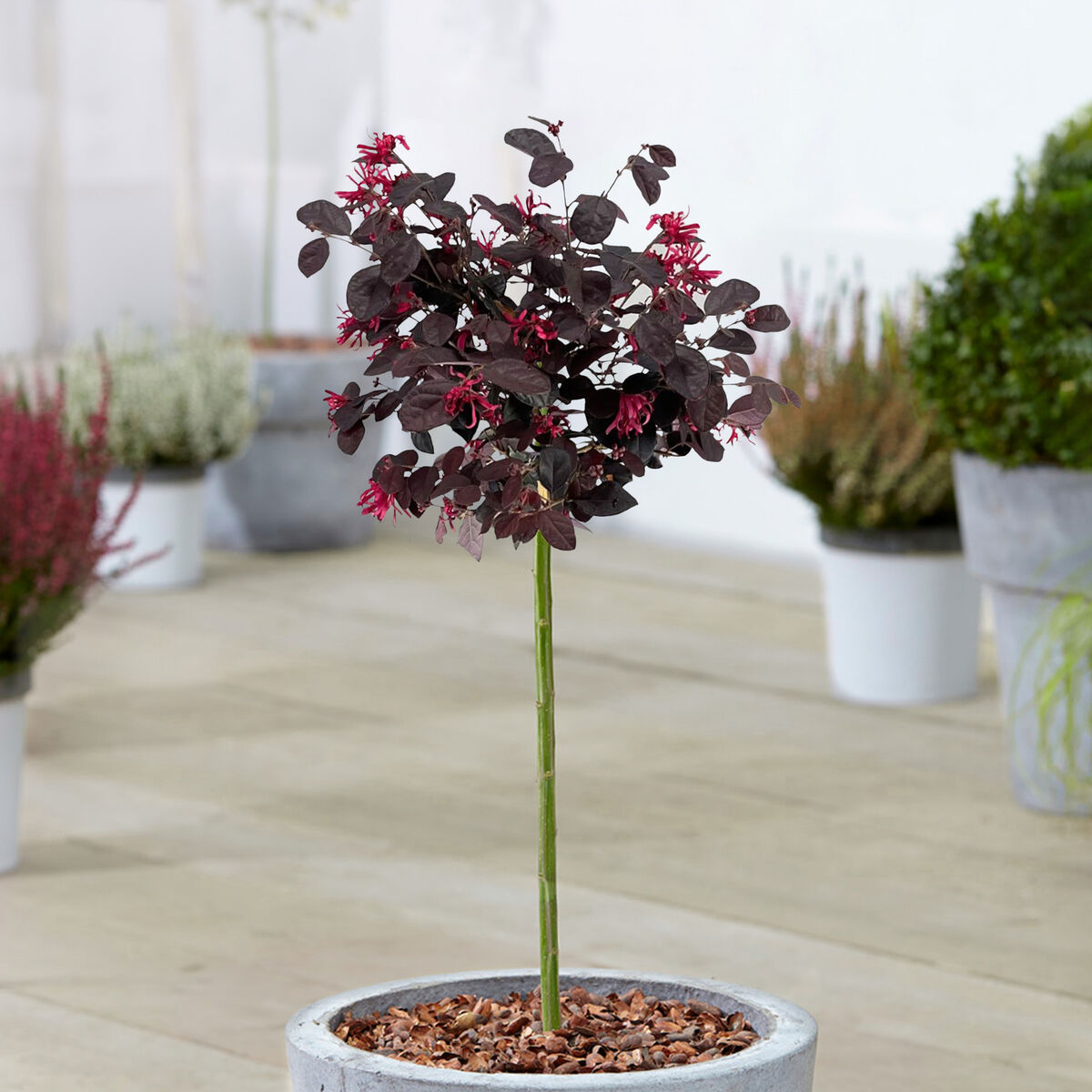 Loropetalum 5 Adet Loropetalum 5 Adet