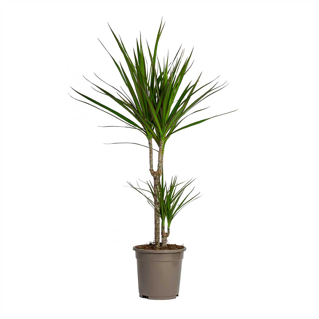 Madagaskar Dragon Ağacı – Dracaena Marginata 2 Gövdeli Yeşil Madagaskar Dragon Ağacı – Dracaena Marginata 2 Gövdeli Yeşil