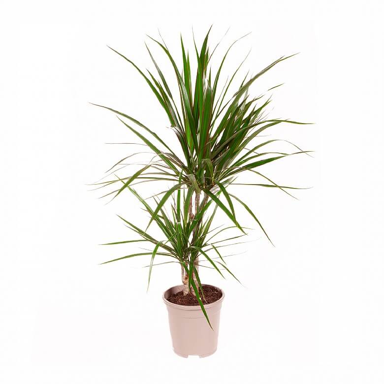 Madagaskar Dragon Ağacı – Dracaena Marginata 2 Gövdeli Yeşil Madagaskar Dragon Ağacı – Dracaena Marginata 2 Gövdeli Yeşil