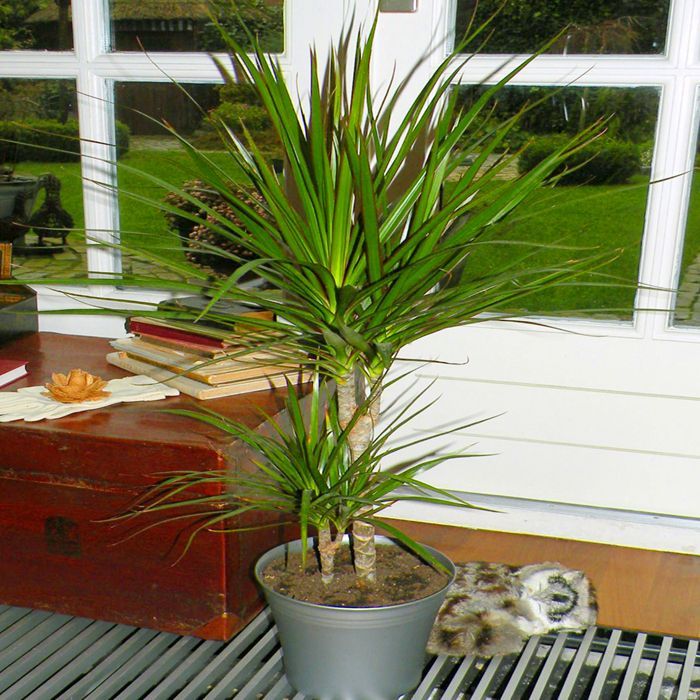 Madagaskar Dragon Ağacı – Dracaena Marginata 2 Gövdeli Yeşil Madagaskar Dragon Ağacı – Dracaena Marginata 2 Gövdeli Yeşil