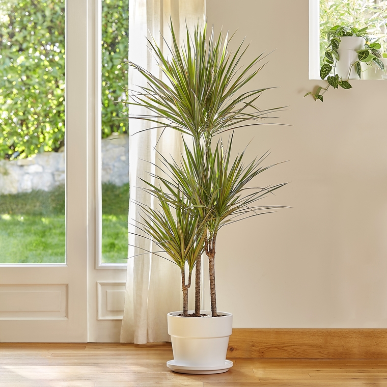 Madagaskar Dragon Ağacı – Dracaena Marginata 3 Gövdeli Yeşil Madagaskar Dragon Ağacı – Dracaena Marginata 3 Gövdeli Yeşil