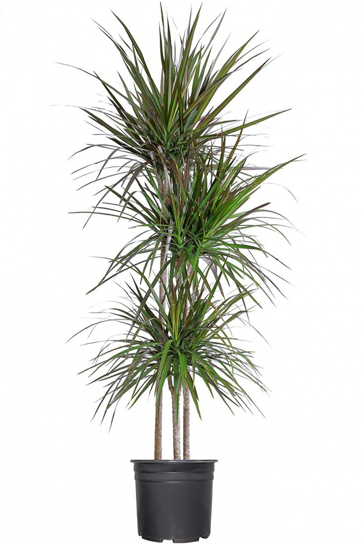 Madagaskar Dragon Ağacı – Dracaena Marginata 3 Gövdeli Yeşil Madagaskar Dragon Ağacı – Dracaena Marginata 3 Gövdeli Yeşil
