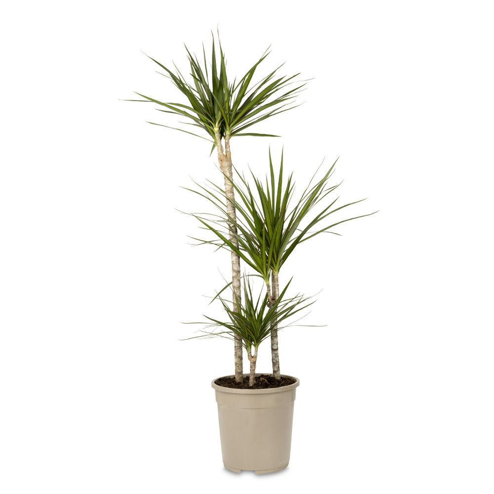 Madagaskar Dragon Ağacı – Dracaena Marginata 3 Gövdeli Yeşil Madagaskar Dragon Ağacı – Dracaena Marginata 3 Gövdeli Yeşil
