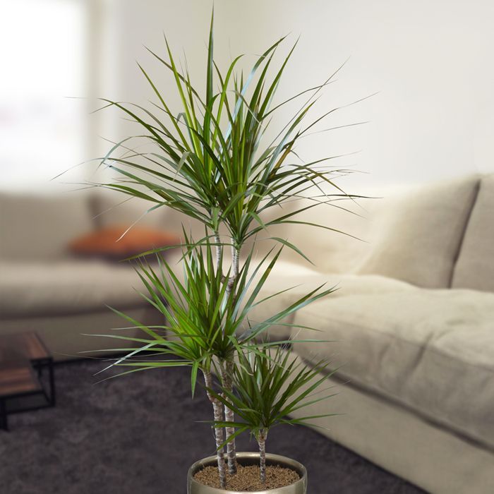 Madagaskar Dragon Ağacı – Dracaena Marginata 3 Gövdeli Yeşil Madagaskar Dragon Ağacı – Dracaena Marginata 3 Gövdeli Yeşil