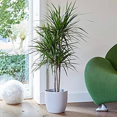 Madagaskar Dragon Ağacı – Dracaena Marginata 3 Gövdeli Yeşil Madagaskar Dragon Ağacı – Dracaena Marginata 3 Gövdeli Yeşil