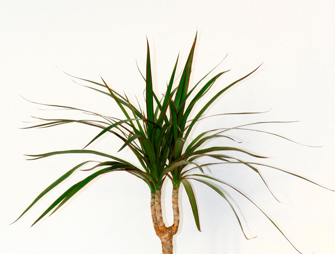 Madagaskar Dragon Ağacı – Dracaena Marginata 40 cm Turuncu Saksıda