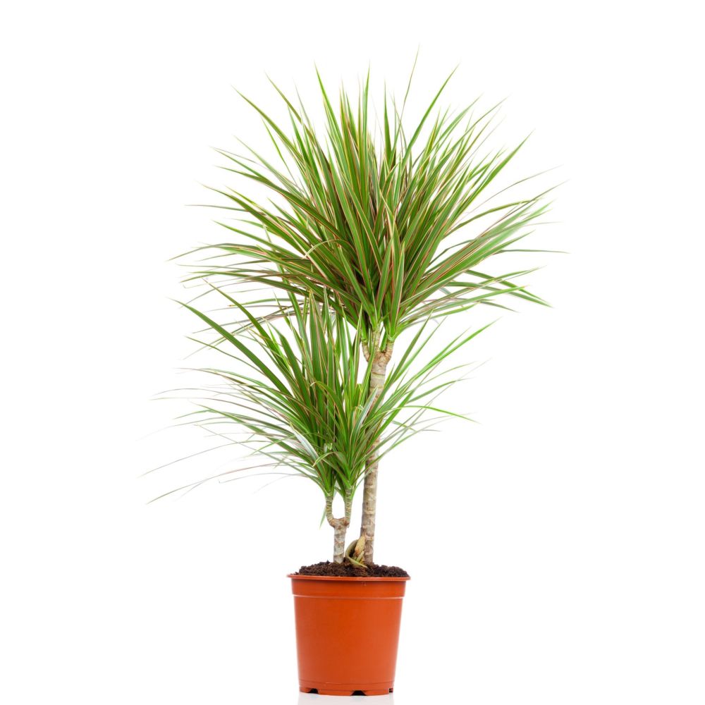 Madagaskar Dragon Ağacı – Dracaena Marginata Alacalı 2 Gövdeli Madagaskar Dragon Ağacı – Dracaena Marginata Alacalı 2 Gövdeli