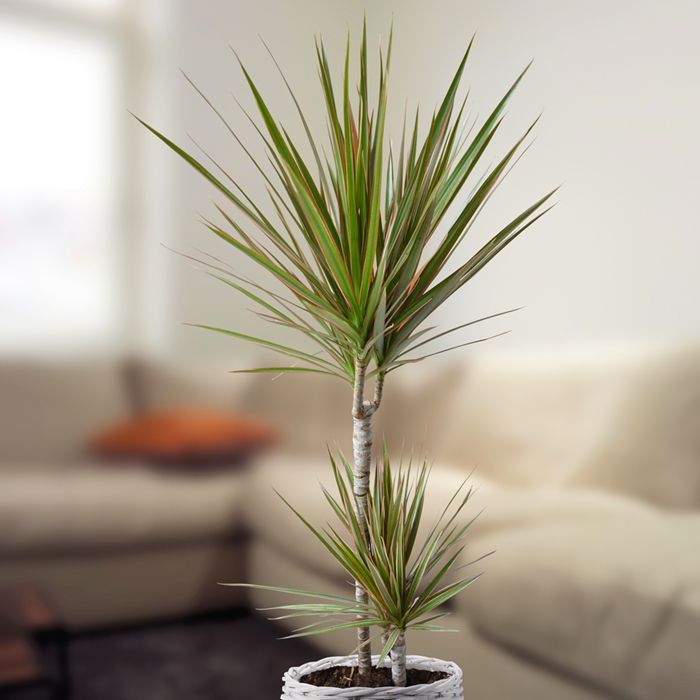 Madagaskar Dragon Ağacı – Dracaena Marginata Alacalı 2 Gövdeli