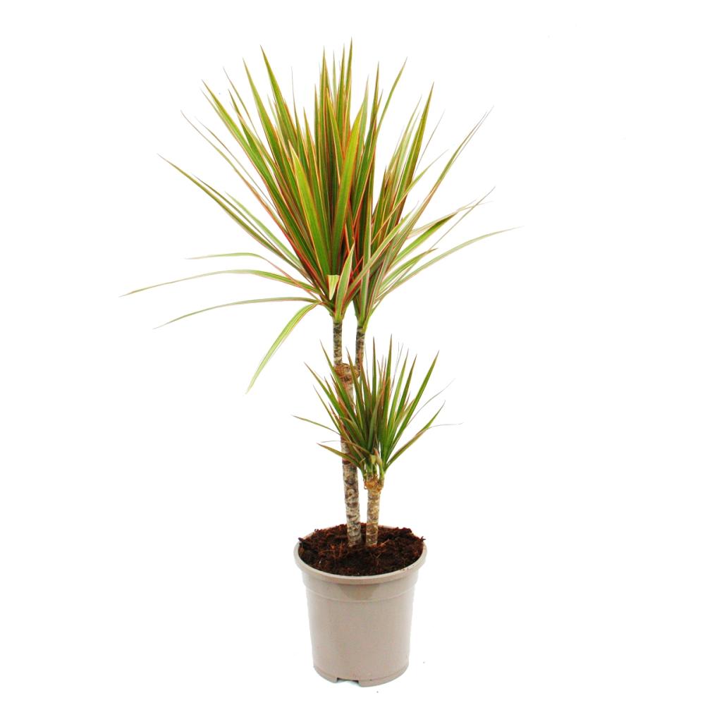 Madagaskar Dragon Ağacı – Dracaena Marginata Alacalı 2 Gövdeli Madagaskar Dragon Ağacı – Dracaena Marginata Alacalı 2 Gövdeli
