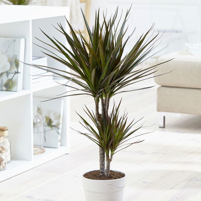 Madagaskar Dragon Ağacı – Dracaena Marginata 2 Gövdeli Bordo Madagaskar Dragon Ağacı – Dracaena Marginata 2 Gövdeli Bordo