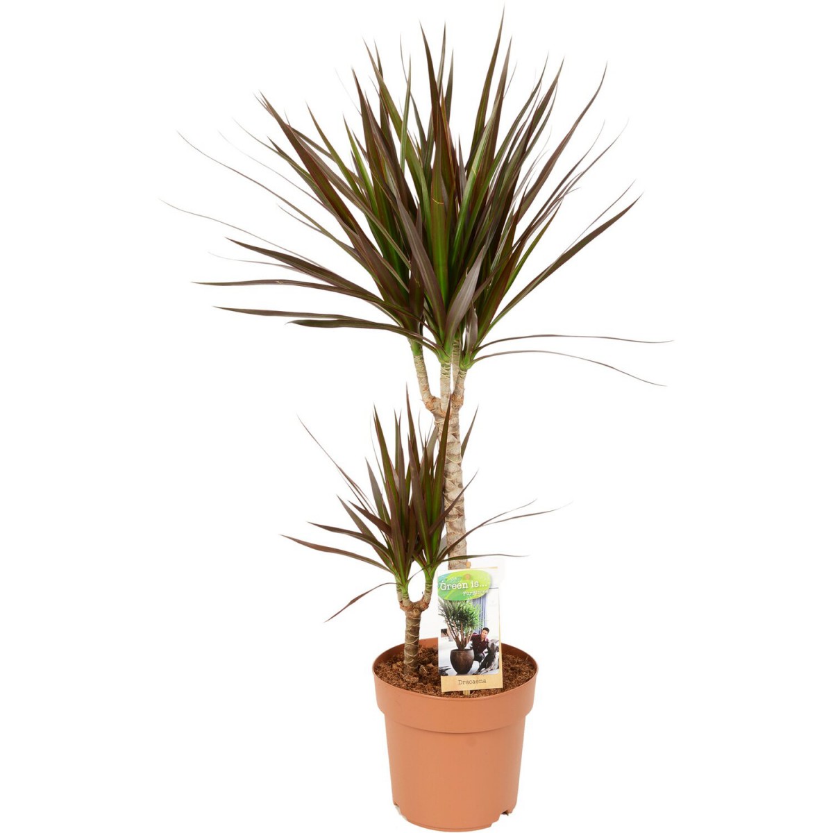 Madagaskar Dragon Ağacı – Dracaena Marginata 2 Gövdeli Bordo Madagaskar Dragon Ağacı – Dracaena Marginata 2 Gövdeli Bordo
