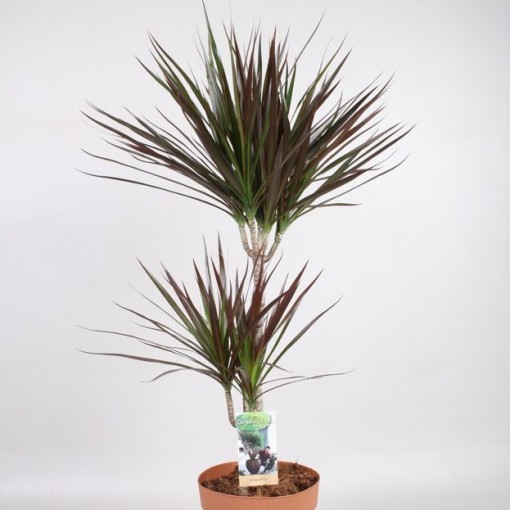 Madagaskar Dragon Ağacı – Dracaena Marginata 2 Gövdeli Bordo Madagaskar Dragon Ağacı – Dracaena Marginata 2 Gövdeli Bordo