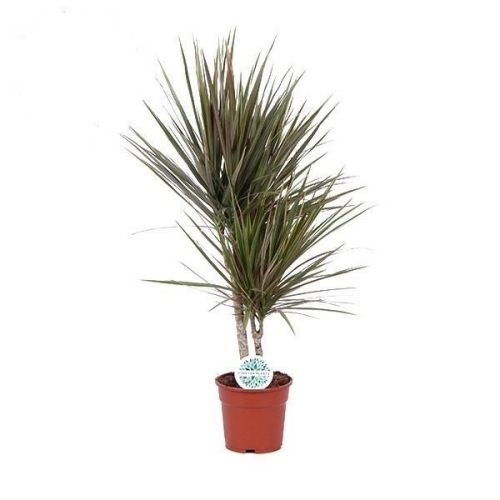 Madagaskar Dragon Ağacı – Dracaena Marginata 2 Gövdeli Bordo Madagaskar Dragon Ağacı – Dracaena Marginata 2 Gövdeli Bordo