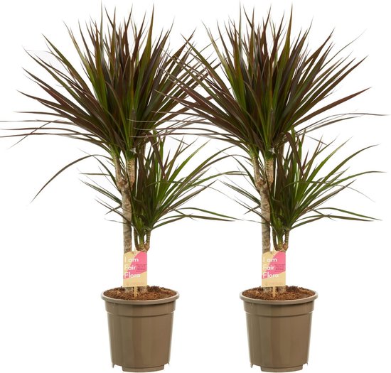 Madagaskar Dragon Ağacı – Dracaena Marginata 2 Gövdeli Bordo Madagaskar Dragon Ağacı – Dracaena Marginata 2 Gövdeli Bordo