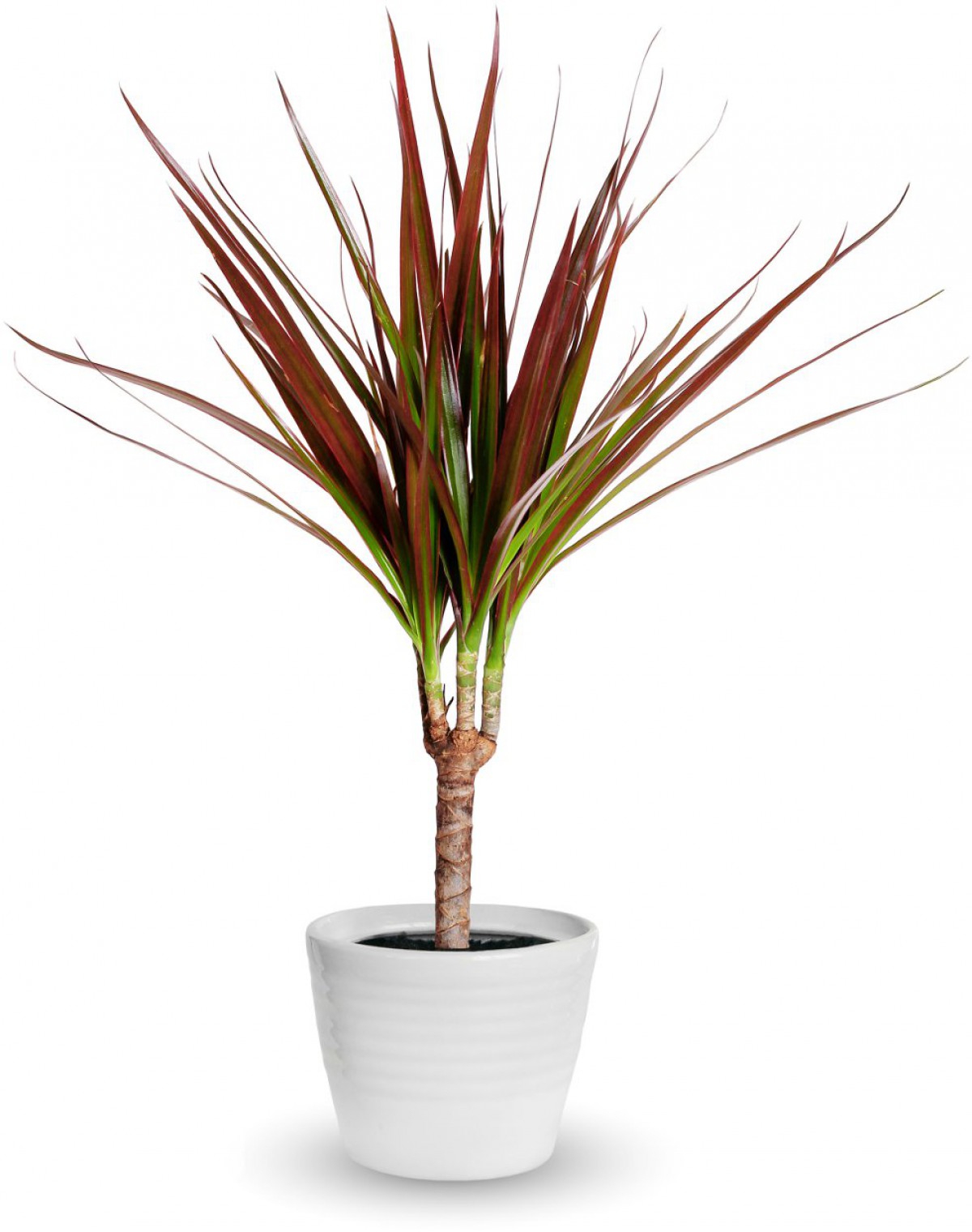 Madagaskar Dragon Ağacı – Dracaena Marginata - Tek Gövdeli Bordo Madagaskar Dragon Ağacı – Dracaena Marginata - Tek Gövdeli Bordo