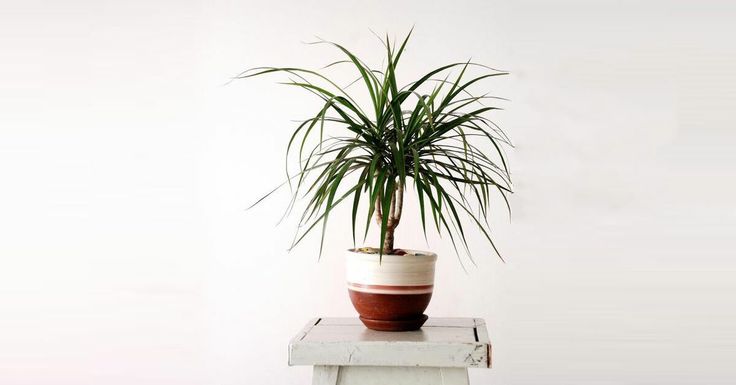 Madagaskar Dragon Ağacı – Dracaena Marginata - Tek Gövdeli Bordo
