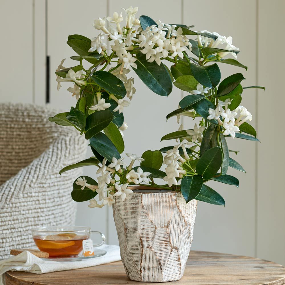 Madagaskar Yasemini – Stephanotis Floribunda Madagaskar Yasemini – Stephanotis Floribunda
