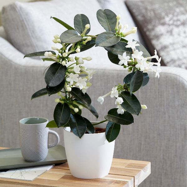 Madagaskar Yasemini – Stephanotis Floribunda Madagaskar Yasemini – Stephanotis Floribunda