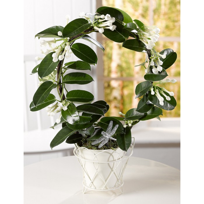 Madagaskar Yasemini – Stephanotis Floribunda Madagaskar Yasemini – Stephanotis Floribunda