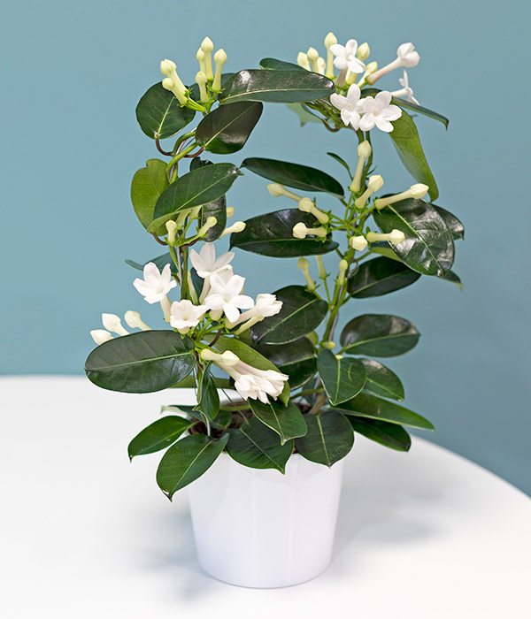 Madagaskar Yasemini – Stephanotis Floribunda Madagaskar Yasemini – Stephanotis Floribunda