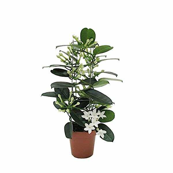 Madagaskar Yasemini – Stephanotis Floribunda Madagaskar Yasemini – Stephanotis Floribunda