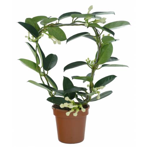 Madagaskar Yasemini – Stephanotis Floribunda Madagaskar Yasemini – Stephanotis Floribunda
