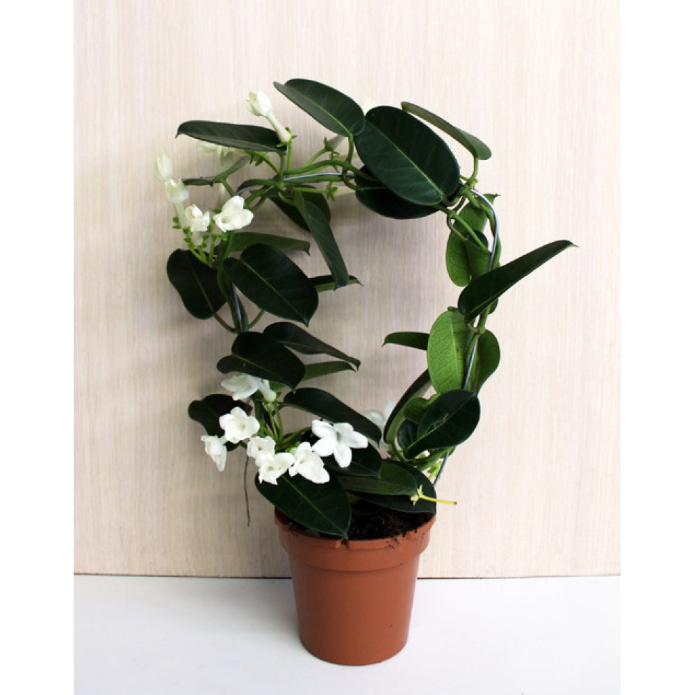 Madagaskar Yasemini – Stephanotis Floribunda Madagaskar Yasemini – Stephanotis Floribunda