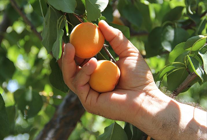 Malatya Kayısı Fidanı 3 Yaş Tüplü 5 Adet