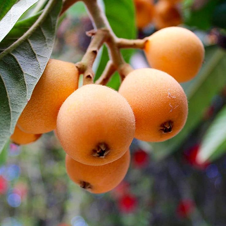 Malta Eriği (Yeni Dünya) Fidanı 3 Yaş Tüplü ve Aşılı 3 Adet Malta Eriği (Yeni Dünya) Fidanı 3 Yaş Tüplü ve Aşılı 3 Adet