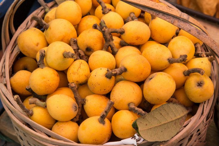 Malta Eriği (Yeni Dünya) Fidanı 3 Yaş Tüplü ve Aşılı Malta Eriği (Yeni Dünya) Fidanı 3 Yaş Tüplü ve Aşılı