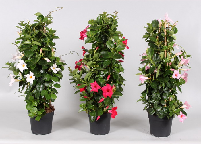 Mandevilla Sarmaşığı  3'lü Set 80-100cm