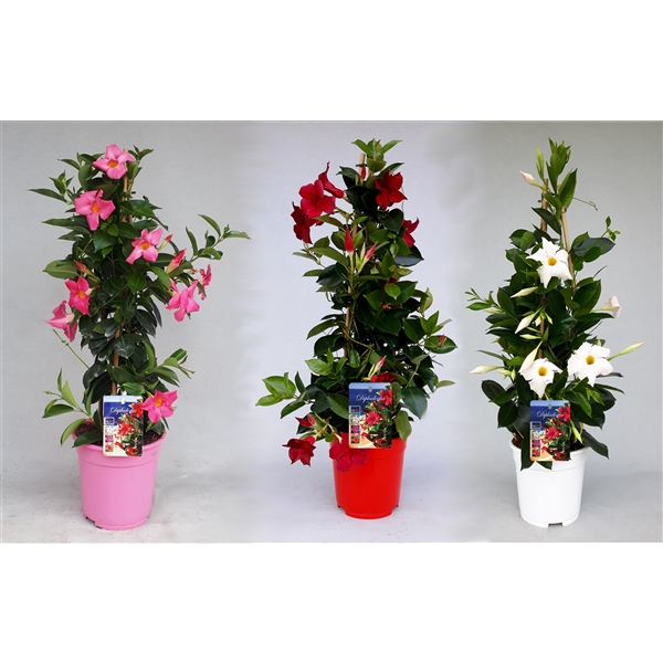 Mandevilla Sarmaşığı 3'lü Set 80-100cm Mandevilla Sarmaşığı 3'lü Set 80-100cm