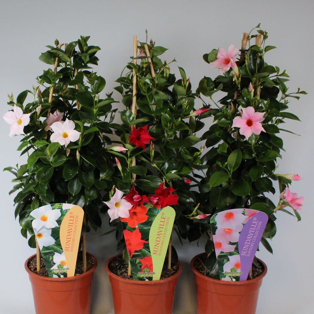 Mandevilla Sarmaşığı  3'lü Set 80-100cm