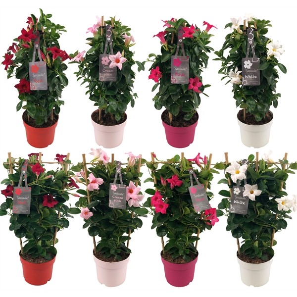 Mandevilla Sarmaşığı  3'lü Set 80-100cm
