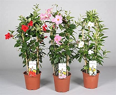 Mandevilla Sarmaşığı 3'lü Set 80-100cm Mandevilla Sarmaşığı 3'lü Set 80-100cm