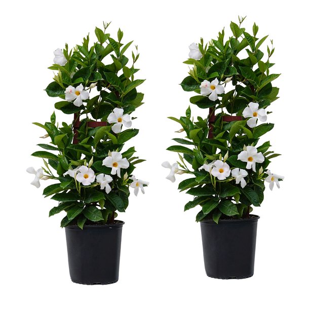 Mandevilla Sarmaşığı - Beyaz 80-100cm Mandevilla Sarmaşığı - Beyaz 80-100cm