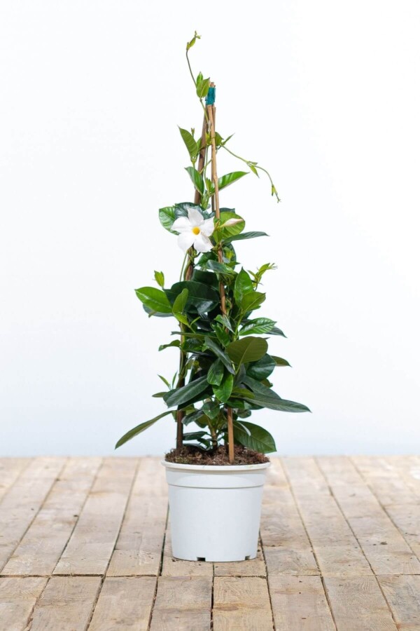 Mandevilla Sarmaşığı - Beyaz 80-100cm Mandevilla Sarmaşığı - Beyaz 80-100cm