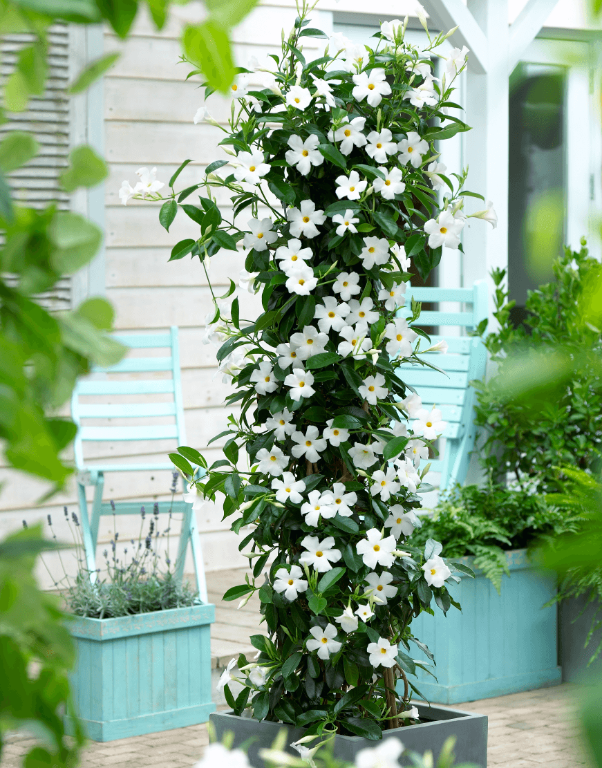 Mandevilla Sarmaşığı - Beyaz 80-100cm Mandevilla Sarmaşığı - Beyaz 80-100cm