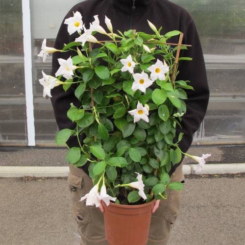 Mandevilla Sarmaşığı - Beyaz 80-100cm Mandevilla Sarmaşığı - Beyaz 80-100cm