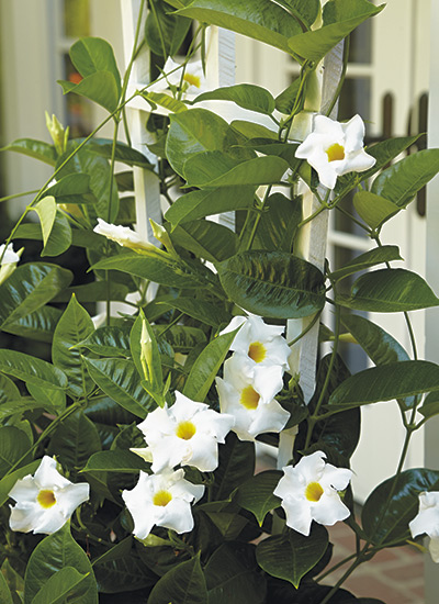 Mandevilla Sarmaşığı - Beyaz 80-100cm Mandevilla Sarmaşığı - Beyaz 80-100cm