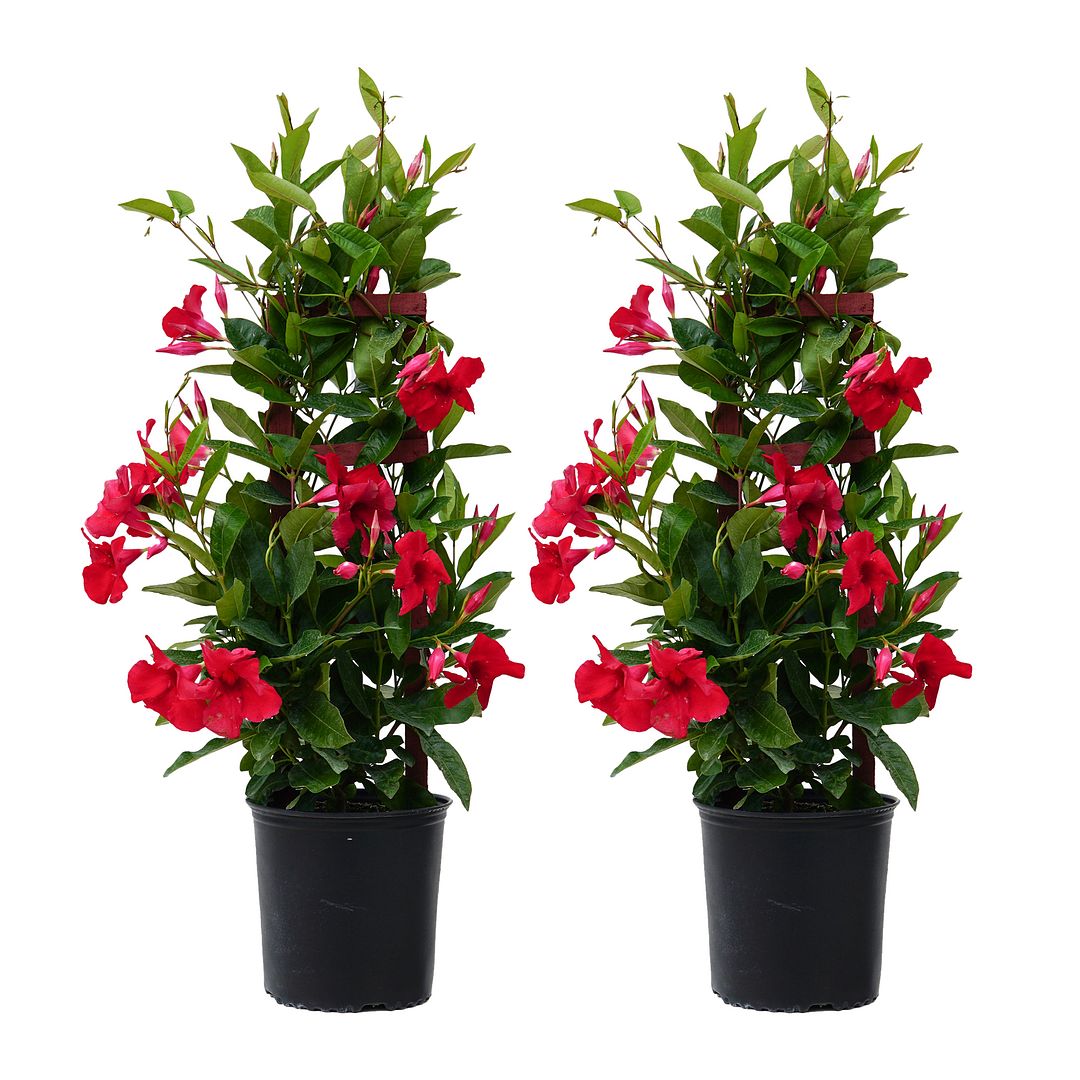 Mandevilla Sarmaşığı - Kırmızı 80-100cm Mandevilla Sarmaşığı - Kırmızı 80-100cm