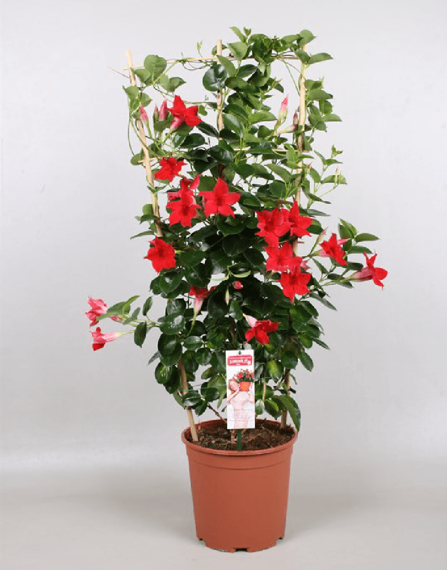 Mandevilla Sarmaşığı - Kırmızı 80-100cm