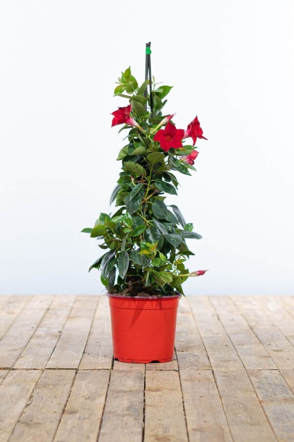 Mandevilla Sarmaşığı - Kırmızı 80-100cm Mandevilla Sarmaşığı - Kırmızı 80-100cm