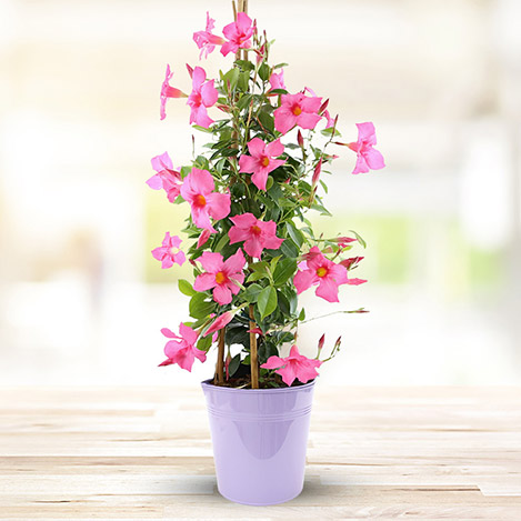 Mandevilla Sarmaşığı - Pembe 80-100cm Mandevilla Sarmaşığı - Pembe 80-100cm