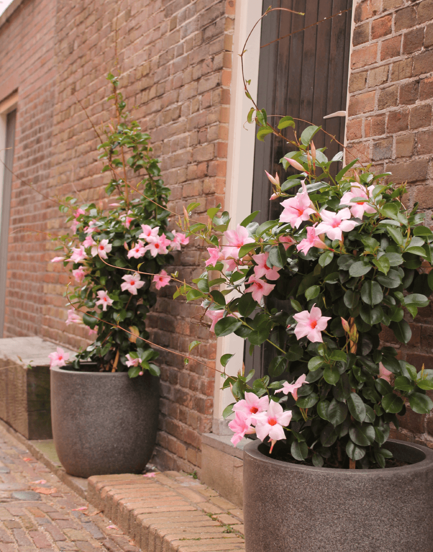 Mandevilla Sarmaşığı - Pembe 80-100cm Mandevilla Sarmaşığı - Pembe 80-100cm