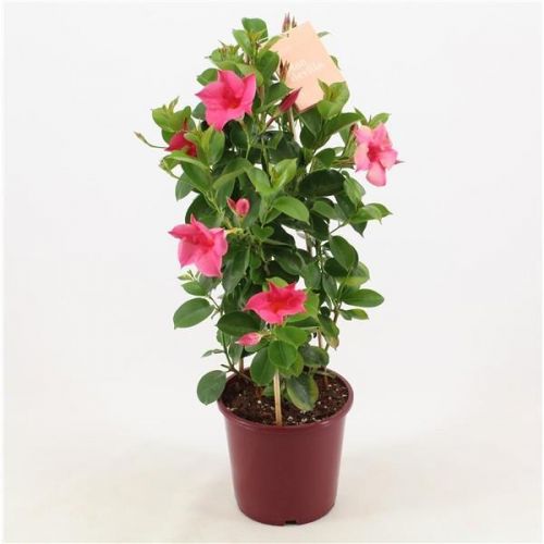 Mandevilla Sarmaşığı - Pembe 80-100cm Mandevilla Sarmaşığı - Pembe 80-100cm